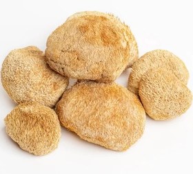 تصویر قارچ خشک یال شیر 500 گرمی 