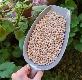 تصویر نخود محلی 