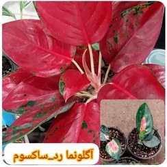 تصویر آگلونما رد ساکسوم (همراه با کود تقویتی)(پس کرایه)سایز 8 