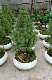 تصویر بنسای کونیکا 