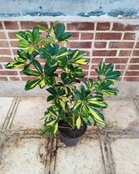 تصویر شفلرا ابلق سطل 4 