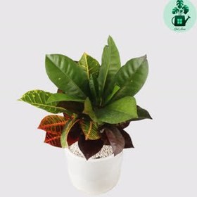 تصویر کروتون 