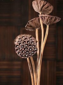 تصویر غلاف خشک نیلوفر آبی 