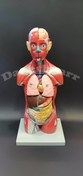 تصویر مولاژ نیم تنه بدن انسان ۱۱ تیکه با نمایش ماهیچه 