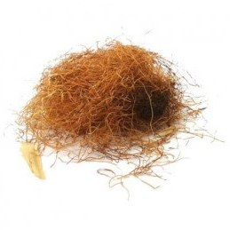 تصویر کاکل ذرت 