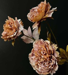 تصویر گل پیونی وارداتی-P02 