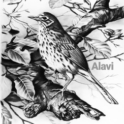 تصویر گنجشک تنها 