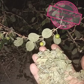 تصویر برگ سدر خشک پودر نشده. (بسته 250 گرمی)(پس کرایه) 