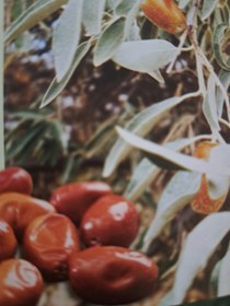 تصویر سنجد Oleaster