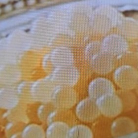 تصویر خاویار حلزون آچتیا 