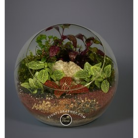 تصویر تراریوم توپی 