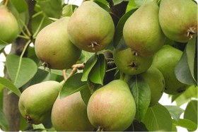 تصویر نهال گلابی ویلیام دوشیز 