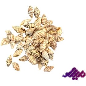 تصویر صدف کد 1170048 