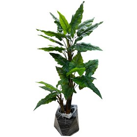 تصویر درختچه بابا آدم 