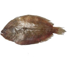 تصویر ماهی کفشک 