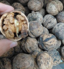 تصویر گردو سنگی 