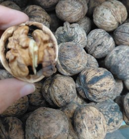 تصویر گردو سنگی 