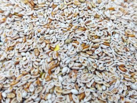 تصویر اسفرزه فله ای 