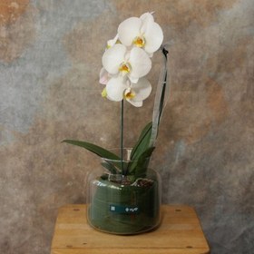 تصویر گلدان ارکیده طبیعی 