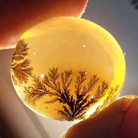 تصویر شجر قائن 