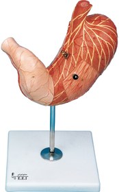 تصویر مولاژ معده 