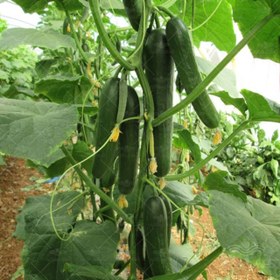 تصویر بذر خیار گلخانه ای پرگل گالاردو Cucumber Hybrid Galardo F1 Miller Seeds