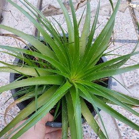 تصویر گیاه آپارتمانی هچتیا (آگاو لیندا) سایز بزرگ(agave plant) 