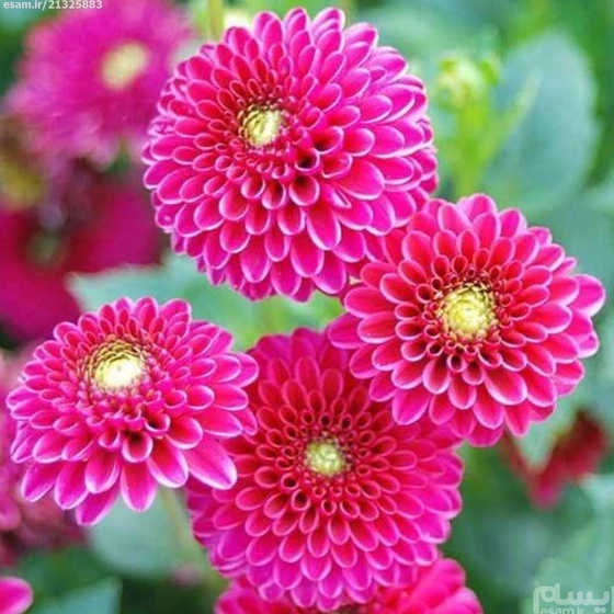 خرید و قیمت بوته گل کوکب صورتی ژاپنی | ترب