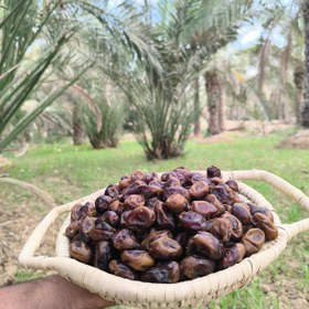 تصویر خرما گنطار نیمه خشک و دارای بافتی نرم پک 3کیلویی Guntar dates