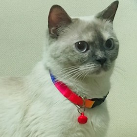 تصویر قلاده گردنی 7 رنگ 1.5 سانتی K&N 