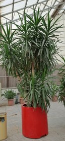 تصویر یوکا تنه دار لوکس گلدان فلزی 