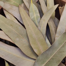 تصویر اکالیپتوس فله ای 