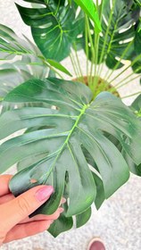 تصویر درختچه ی برگ انجیر 