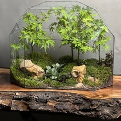 تصویر تراریوم لاکچری بنسای افرا طرح جنگل 