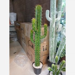 تصویر درختچه مصنوعی کاکتوس 