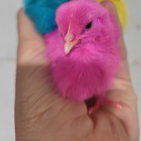 تصویر جوجه رنگی 