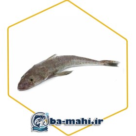 تصویر ماهی سرز 