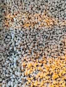 تصویر لوبیا چشم بلبلی یک کیلو 