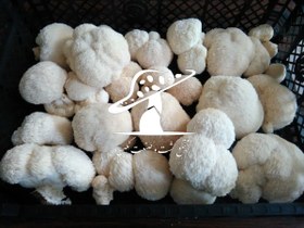 تصویر کیت پرورش قارچ یال شیر Lion's mane mushroom cultivation kit