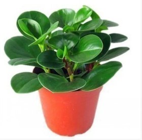 تصویر گل قاشقی (پپرومیا) Peperomia