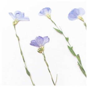 تصویر گل خشک لیلیوم تخت 