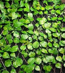 تصویر پنل آکاردئونی پتوس 