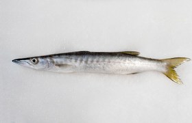 تصویر ماهی کوتر دم زرد 