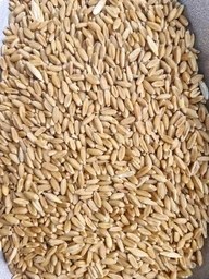 تصویر گندم دیم پاک نشده ۱۰ کیلوگرم 