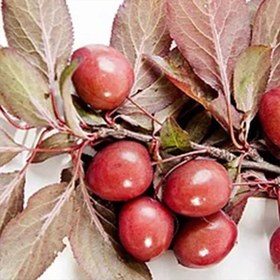 تصویر بذر آلوچه جنگلی 5 عددی 