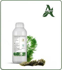 تصویر عصاره جلبک دریایی مایع 