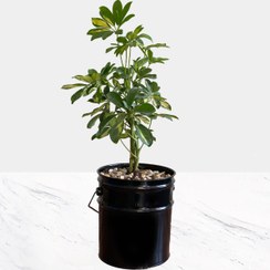 تصویر گیاه طبیعی شفلرا ابلق 