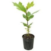 تصویر بذر درخت چنار 10 عددی 