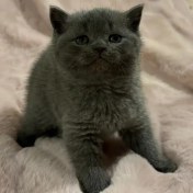 تصویر گربه اسکاتیش آنفولد کد 33 