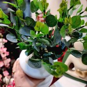 تصویر دسته برگ اکالیپتوس 16 شاخه وارداتی 